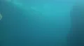 4k Walrus closeup dive underwater in natural arctic compound 4k or 4k+ Resolution
