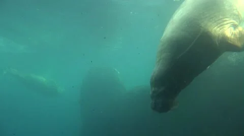 4k Walrus diving underwater in natural arctic compound Stock Footage 44019567
