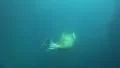 4k Walrus elegant dive underwater in natural arctic compound 4k or 4k+ Resolution