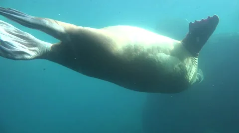 4k Walrus elegant diving underwater in natural compound Stock Footage 44019695