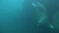 4k Walrus looping underwater in natural arctic compound 4k or 4k+ Resolution