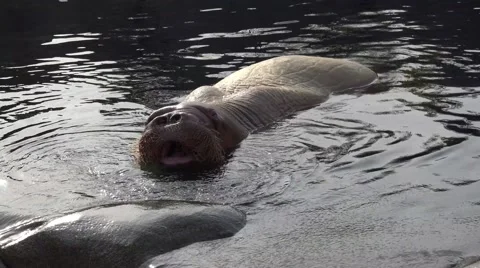 4k Walrus snorting at rocky water surface Stock Footage 44011012