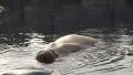 4k Walrus snuffles at water surface 4k or 4k+ Resolution
