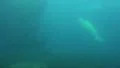 4k Walrus swimming and diving up in dull water 4k or 4k+ Resolution