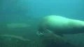 4k Walrus underwater search food in rocky ground short version 4k or 4k+ Resolution