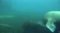 4k Walrus underwater searching food in rocky ground long version 4k or 4k+ Resolution