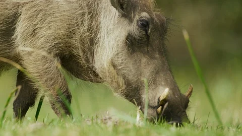 4K - Warthog - grazing, from side, close up. Africa nature 4K uhd safari Stock Footage 111344367