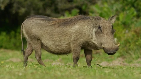 4K - Warthog - looking at camera, then eating, side view. Africa 4K uhd Stock Footage 111344307
