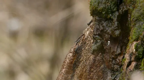 4K Water Dripping Down Wet Mossy Tree Calm Relaxing Stock Footage 60962010