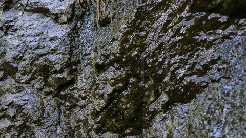 4K Water drop from tree root Video stock 94693801