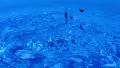 4K Water Drops 19 Crown Ripples on water surface 4k or 4k+ Resolution