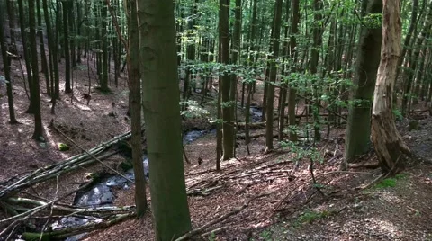 4k Water stream in forest hills pan of sunny low mountain range Harz Stock Footage 41128862