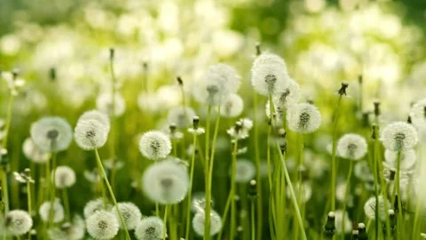 4k Watering White Stock Footage 275647012