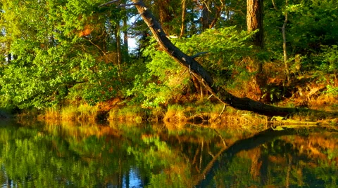 4K Waterscape River Stream Trees, Foliage at Golden Hour, Sunset Reflection Video stock 67650280