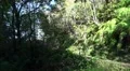 4k Waterway hiking path with big ferns in Madeira mountains 4k or 4k+ Resolution