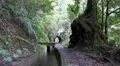4k Waterway hiking path with gnarly mossy tree mountain forest 4k or 4k+ Resolution