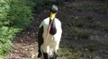4k Wattled Crane close up at a sunny day 4k or 4k+ Resolution