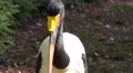 4k Wattled Crane frontal close up at a sunny day 4k or 4k+ Resolution