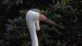 4k Wattled Crane head close up at a sunny day 4k or 4k+ Resolution