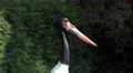 4k Wattled Crane head close up at a sunny day 4k or 4k+ Resolution