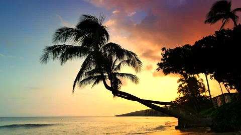 4K Waves on Sand Beach, Tropical Palm Trees Silhouette at Sunset Maui Stock Footage 61955682