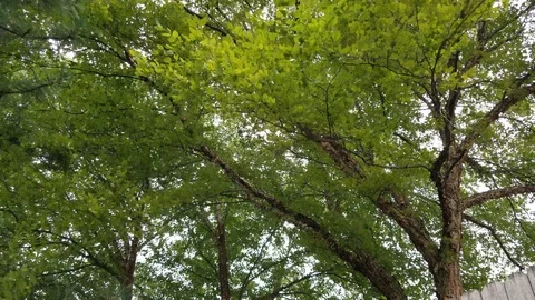 4K Waving Trees Stock Footage 94598309