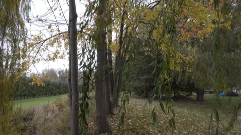 4K Weeping Willow Tree Branches Swaying On Windy Day 002 Stockbeeldmateriaal 89204290
