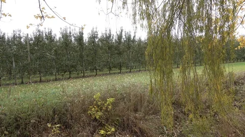 4K Weeping Willow Tree Branches Swaying On Windy Day With Apple Orchard In Ba Stockbeeldmateriaal 89204621