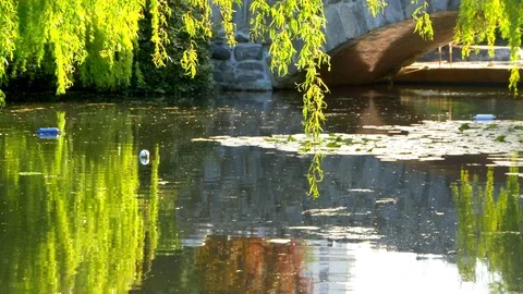 4K Weeping Willow Tree, Shimmering Pond Nature Landscape, Slow Motion Shimmer Stockbeeldmateriaal 78247766