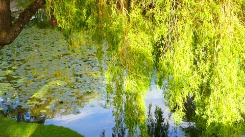 4K Weeping Willow Tree in Spring over Blue Park Pond, Slow Motion Water Park Stockbeeldmateriaal 77166564