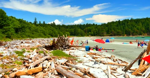 4K West Coast Beach, Logs Piled up in Front of Trees, People in Background Stock-Footage 61208367