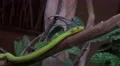 4k Western green mamba closeup moving near house 4k or 4k+ Resolution
