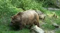 4k Wet Brown Bear scratch his back at tree 4k or 4k+ Resolution