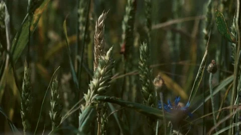4k Wheat ax 1 Stock Footage 77562118