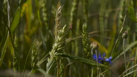 4k Wheat ax 2 Stock Footage 77671984