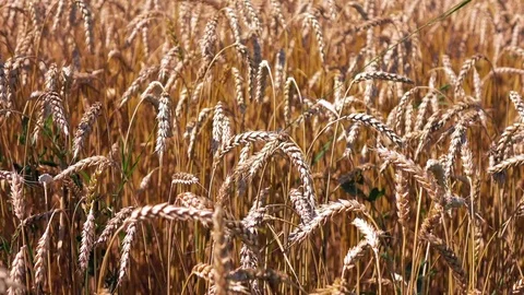 4K wheat crop Video stock 79801131