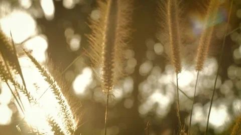 4k Wheat Field in Breeze on sunset light Vídeo Stock 85102136