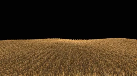 4k wheat field ready to be harvested (seamless loop, isolated on black) Stock Footage 51362859