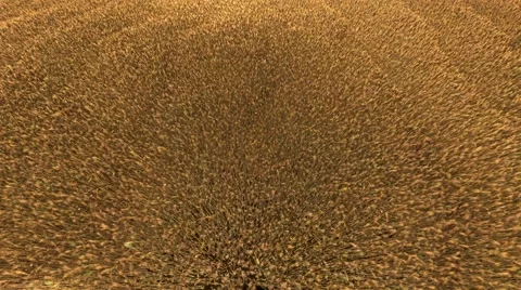 4k wheat field ready to be harvested (seamless loop, top view) Stock Footage 68924318