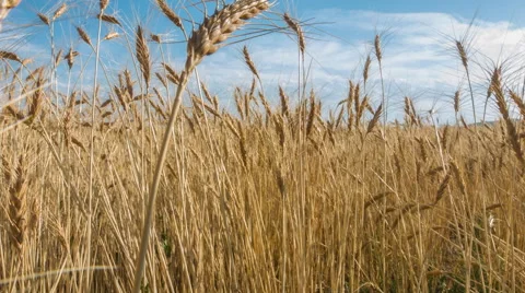 4K Wheat Field Time Lapse Stock Footage 45726679