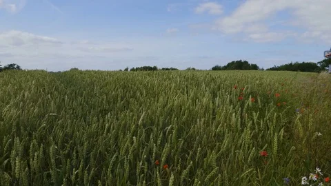 4k Wheat fieldk 2 Stock Footage 77668278