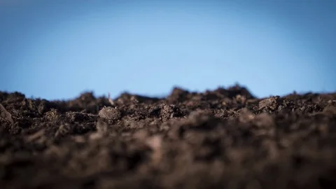 4K Wheatgrass Timelapse 스톡 동영상 78702870