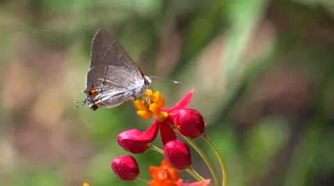 4k white alien butterfly moth with curly cue on butterfly milkweed flower Stock Footage 68896711