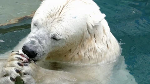 4k – White bear eats fish 01 Stock Footage 53854855