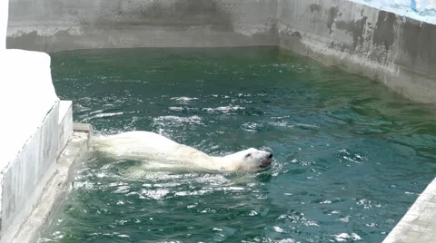 4k – White bear swims Stock Footage 53856340