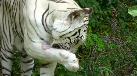4K : white bengal tiger Stock Footage 66566958