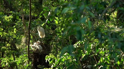 4k, White bird Egretta Garzetta. Little egret take care a nest and chicks-Dan Stock Footage 134277012