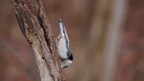 4K White-breasted Nuthatch Stock-Footage 70819355