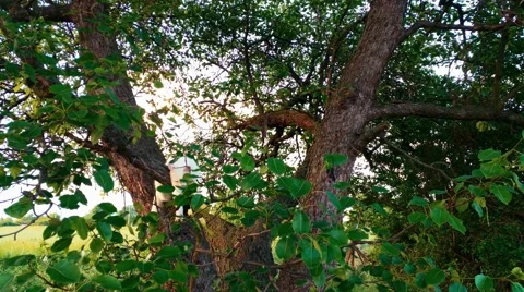 4K White Cat playing on Tree Stock Footage 50382984