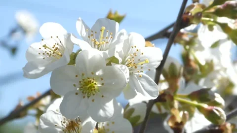 4K white cherry blossoms macro static shot soft spring sunlight 動画素材 333979857